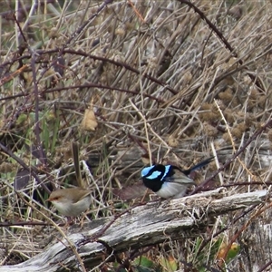 Malurus cyaneus at Denman Prospect, ACT - 18 Aug 2024