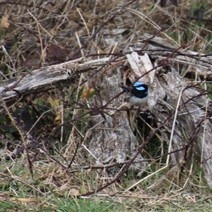 Malurus cyaneus at Denman Prospect, ACT - 18 Aug 2024