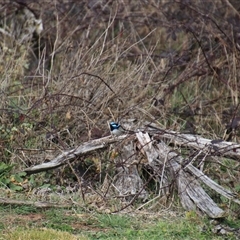 Malurus cyaneus at Denman Prospect, ACT - 18 Aug 2024