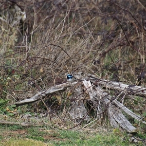 Malurus cyaneus at Denman Prospect, ACT - 18 Aug 2024 01:43 PM