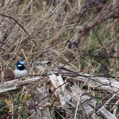 Malurus cyaneus at Denman Prospect, ACT - 18 Aug 2024