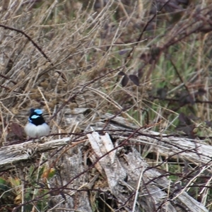 Malurus cyaneus at Denman Prospect, ACT - 18 Aug 2024