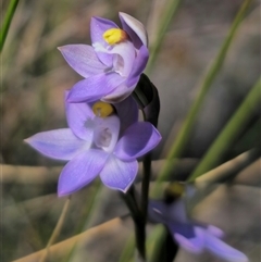 Thelymitra peniculata (Blue Star Sun-orchid) at Captains Flat, NSW - 28 Oct 2024 by Csteele4