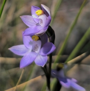 Thelymitra peniculata at Captains Flat, NSW - suppressed