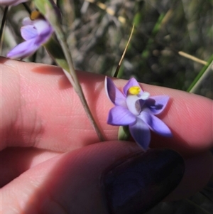 Thelymitra peniculata at Captains Flat, NSW - suppressed