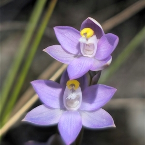 Thelymitra peniculata at Captains Flat, NSW - suppressed