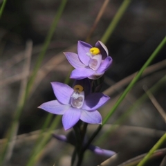 Thelymitra peniculata at Captains Flat, NSW - suppressed