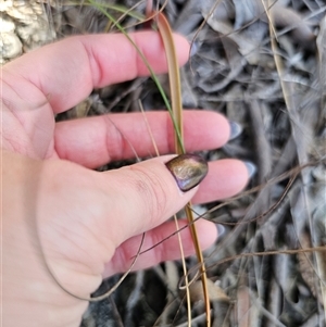 Thelymitra peniculata at Captains Flat, NSW - suppressed