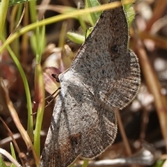 Taxeotis (genus) at Hall, ACT - 28 Oct 2024 by Anna123