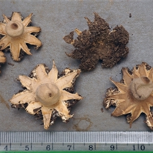 Geastrum austrominimum at Acton, ACT - 13 Oct 1996 08:27 AM