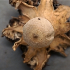 Geastrum austrominimum at Acton, ACT - 13 Oct 1996 08:27 AM