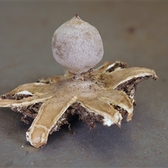 Geastrum austrominimum at Acton, ACT - 13 Oct 1996