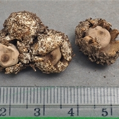 Geastrum austrominimum at Acton, ACT - 13 Oct 1996 08:27 AM