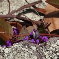 Zizina otis (Common Grass-Blue) at Denman Prospect, ACT - 18 Aug 2024 by Jennybach