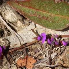 Zizina otis at Denman Prospect, ACT - 18 Aug 2024 03:23 PM