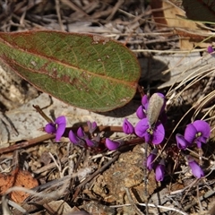 Zizina otis at Denman Prospect, ACT - 18 Aug 2024 03:23 PM