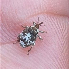 Mogulones larvatus at Wanniassa, ACT - 28 Oct 2024