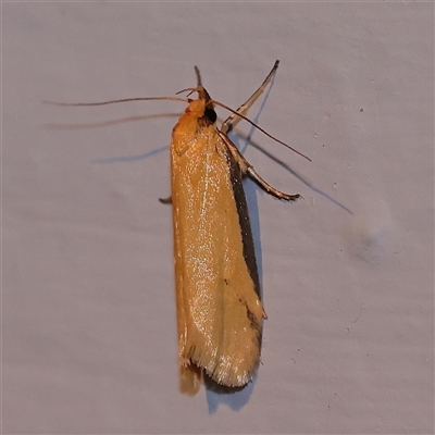 Philobota protecta (A concealer moth) at Turner, ACT - 26 Oct 2024 by ConBoekel