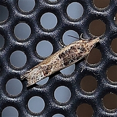 Crocidosema plebejana (Cotton Tipworm Moth) at Turner, ACT - 26 Oct 2024 by ConBoekel