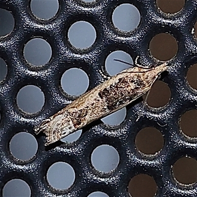 Crocidosema plebejana (Cotton Tipworm Moth) at Turner, ACT - 26 Oct 2024 by ConBoekel