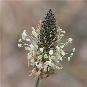 Plantago lanceolata at Pialligo, ACT - 27 Oct 2024