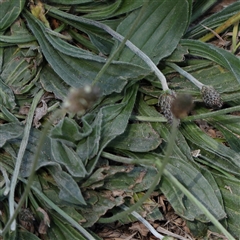 Plantago lanceolata at Pialligo, ACT - 27 Oct 2024