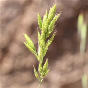 Bromus hordeaceus at Pialligo, ACT - 27 Oct 2024