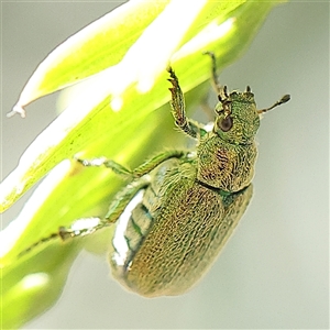 Diphucephala sp. (genus) at Pialligo, ACT - 27 Oct 2024