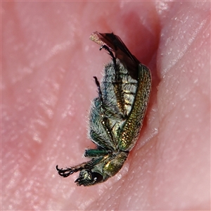 Diphucephala sp. (genus) at Pialligo, ACT - 27 Oct 2024