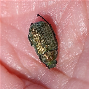 Diphucephala sp. (genus) at Pialligo, ACT - 27 Oct 2024