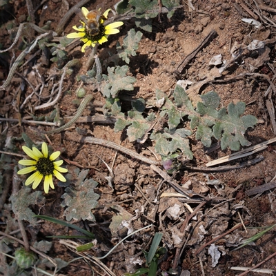 Arctotheca calendula (Capeweed, Cape Dandelion) at Pialligo, ACT - 27 Oct 2024 by ConBoekel