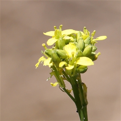 Hirschfeldia incana (Buchan Weed) at Pialligo, ACT - 27 Oct 2024 by ConBoekel