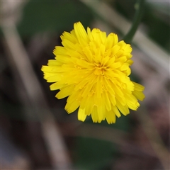 Hypochaeris radicata (Cat's Ear, Flatweed) at Pialligo, ACT - 27 Oct 2024 by ConBoekel