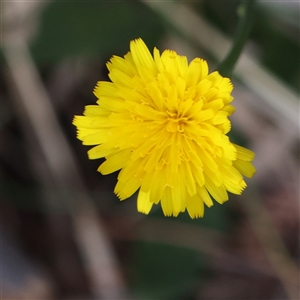 Hypochaeris radicata at Pialligo, ACT - 27 Oct 2024