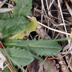 Hypochaeris radicata at Pialligo, ACT - 27 Oct 2024