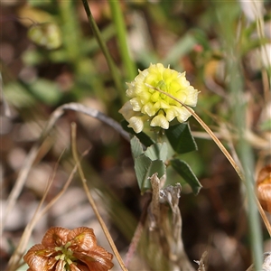 Trifolium campestre at Pialligo, ACT - 27 Oct 2024 02:11 PM