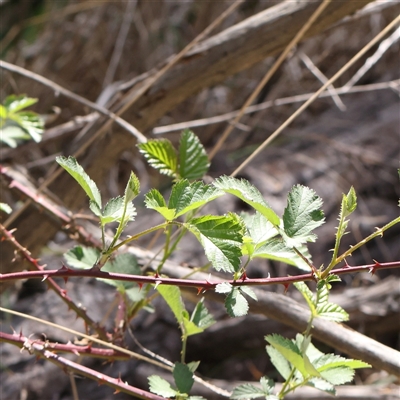 Rubus anglocandicans (Blackberry) at Pialligo, ACT - 27 Oct 2024 by ConBoekel