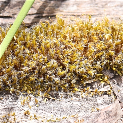 Unverified Moss, Liverwort or Hornwort at Pialligo, ACT - 27 Oct 2024 by ConBoekel