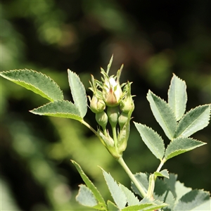 Rosa canina at Pialligo, ACT - 27 Oct 2024