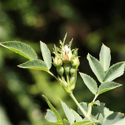 Rosa canina (Dog Rose) at Pialligo, ACT - 27 Oct 2024 by ConBoekel