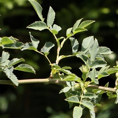 Rosa canina at Pialligo, ACT - 27 Oct 2024 02:14 PM