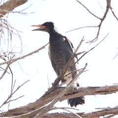 Gymnorhina tibicen (Australian Magpie) at Pialligo, ACT - 27 Oct 2024 by ConBoekel