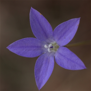 Wahlenbergia sp. at Pialligo, ACT - 27 Oct 2024