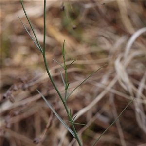 Wahlenbergia sp. at Pialligo, ACT - 27 Oct 2024