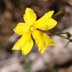 Goodenia pinnatifida at Canberra Airport, ACT - 27 Oct 2024