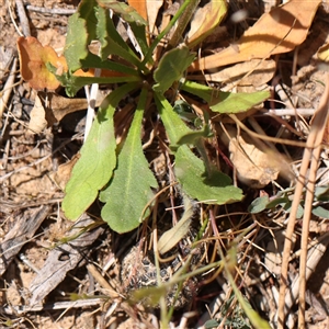 Goodenia pinnatifida at Canberra Airport, ACT - 27 Oct 2024