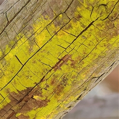 Unverified Lichen at Canberra Airport, ACT - 27 Oct 2024 by ConBoekel