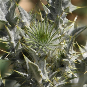 Onopordum acanthium at Canberra Airport, ACT - 27 Oct 2024