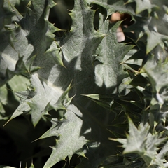 Onopordum acanthium at Canberra Airport, ACT - 27 Oct 2024