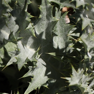 Onopordum acanthium at Canberra Airport, ACT - 27 Oct 2024